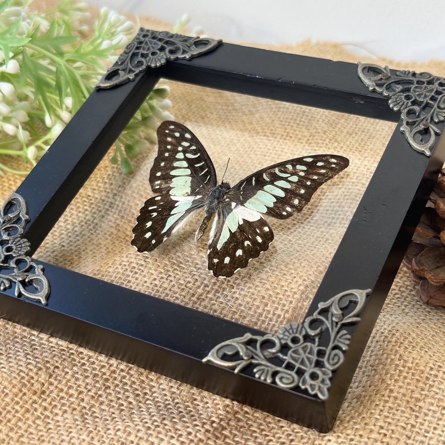 Butterfly Taxidermy Frame Shadow Box Insect Home Decor Christmas Gift