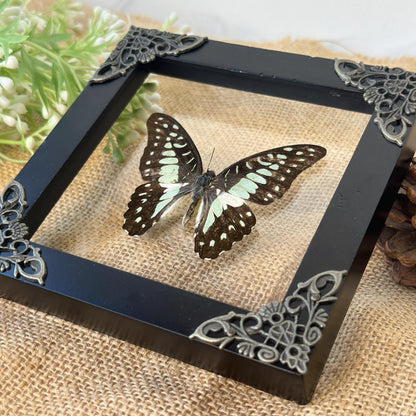 Butterfly Taxidermy Frame Shadow Box Insect Home Decor Christmas Gift