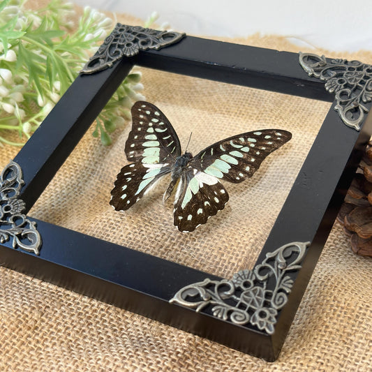 Butterfly Taxidermy Frame Shadow Box Insect Home Decor Christmas Gift