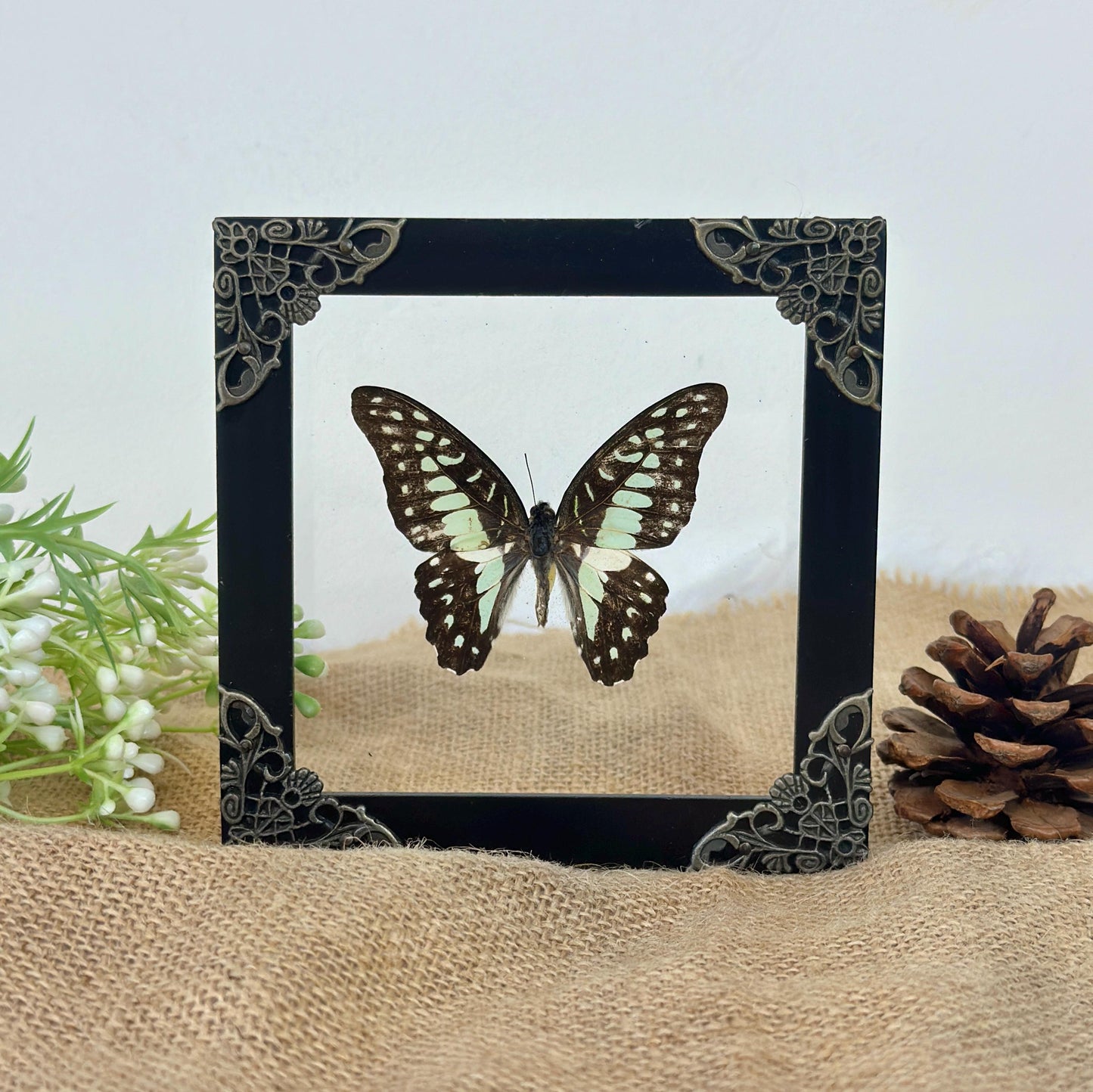 Butterfly Taxidermy Frame Shadow Box Insect Home Decor Christmas Gift
