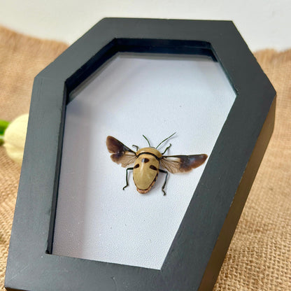 Man's Face Bug Taxidermy Frame Coffin Shadow Box Insect Home Gothic Decor Weird Gift For Insect Lover