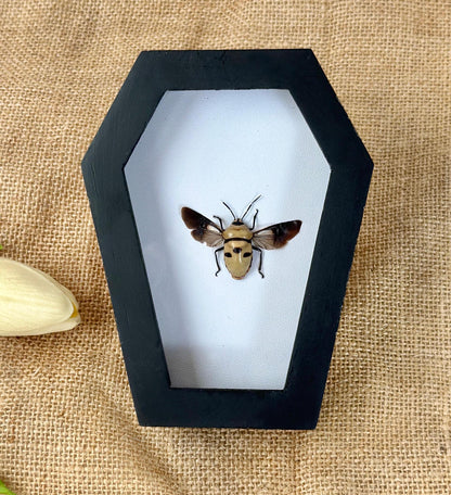 Man's Face Bug Taxidermy Frame Coffin Shadow Box Insect Home Gothic Decor Weird Gift For Insect Lover