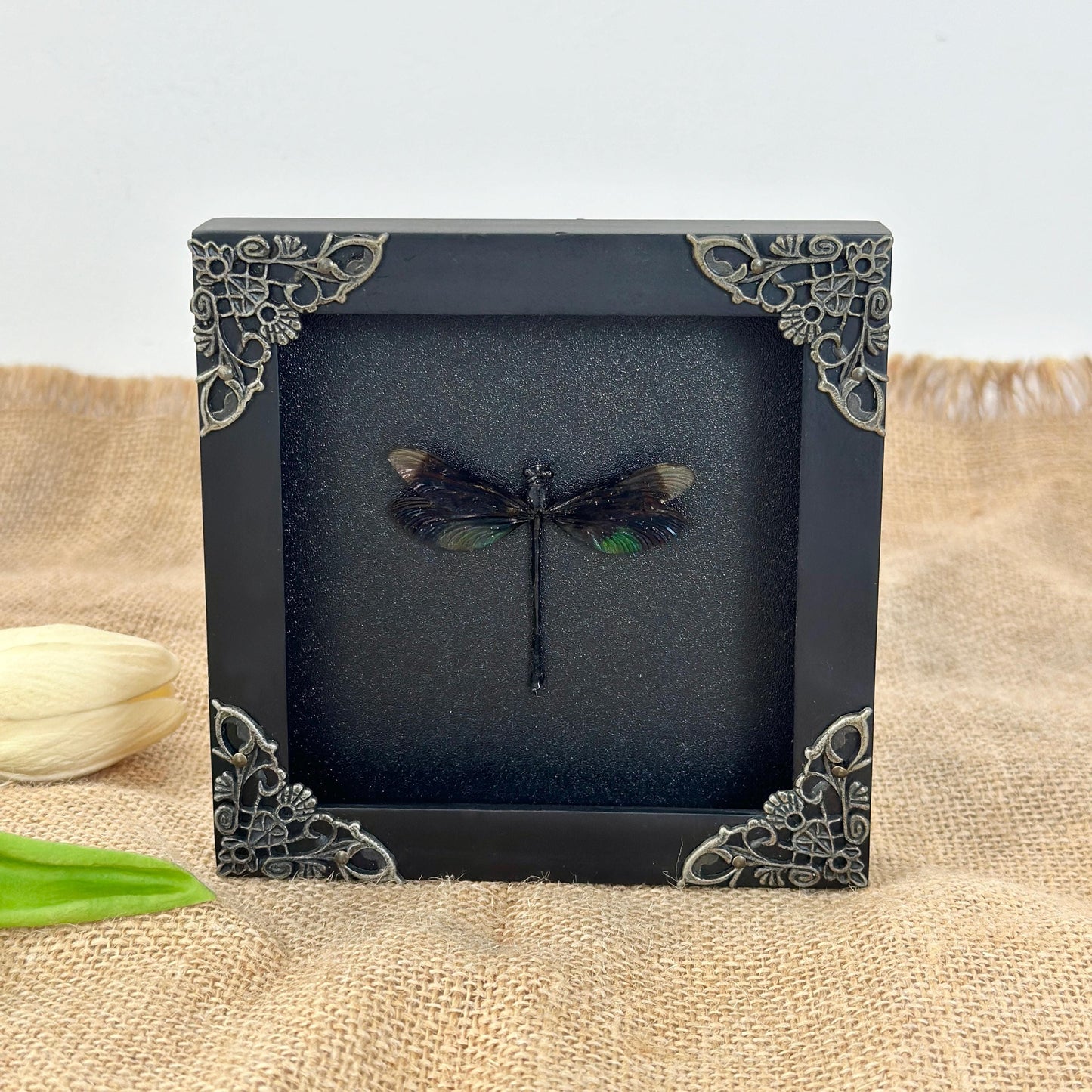 Black Damselfly Taxidermy Frame Shadow Box Insect Beetle Home Gothic Decor Christmas Gift