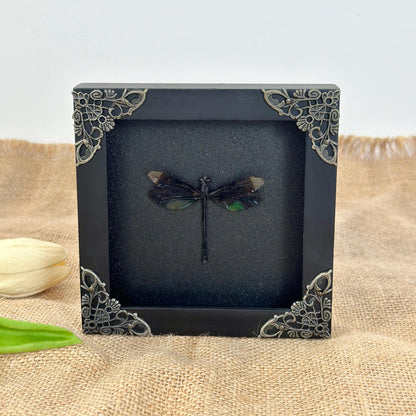 Black Damselfly Taxidermy Frame Shadow Box Insect Beetle Home Gothic Decor Christmas Gift