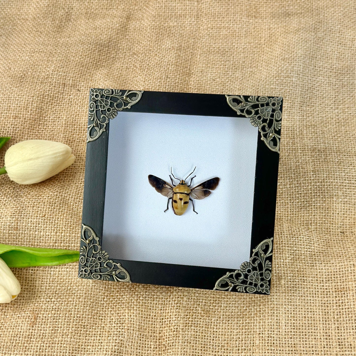 Man's Face Bug Taxidermy Frame Shadow Box Insect Home Gothic Decor Oddity Gift
