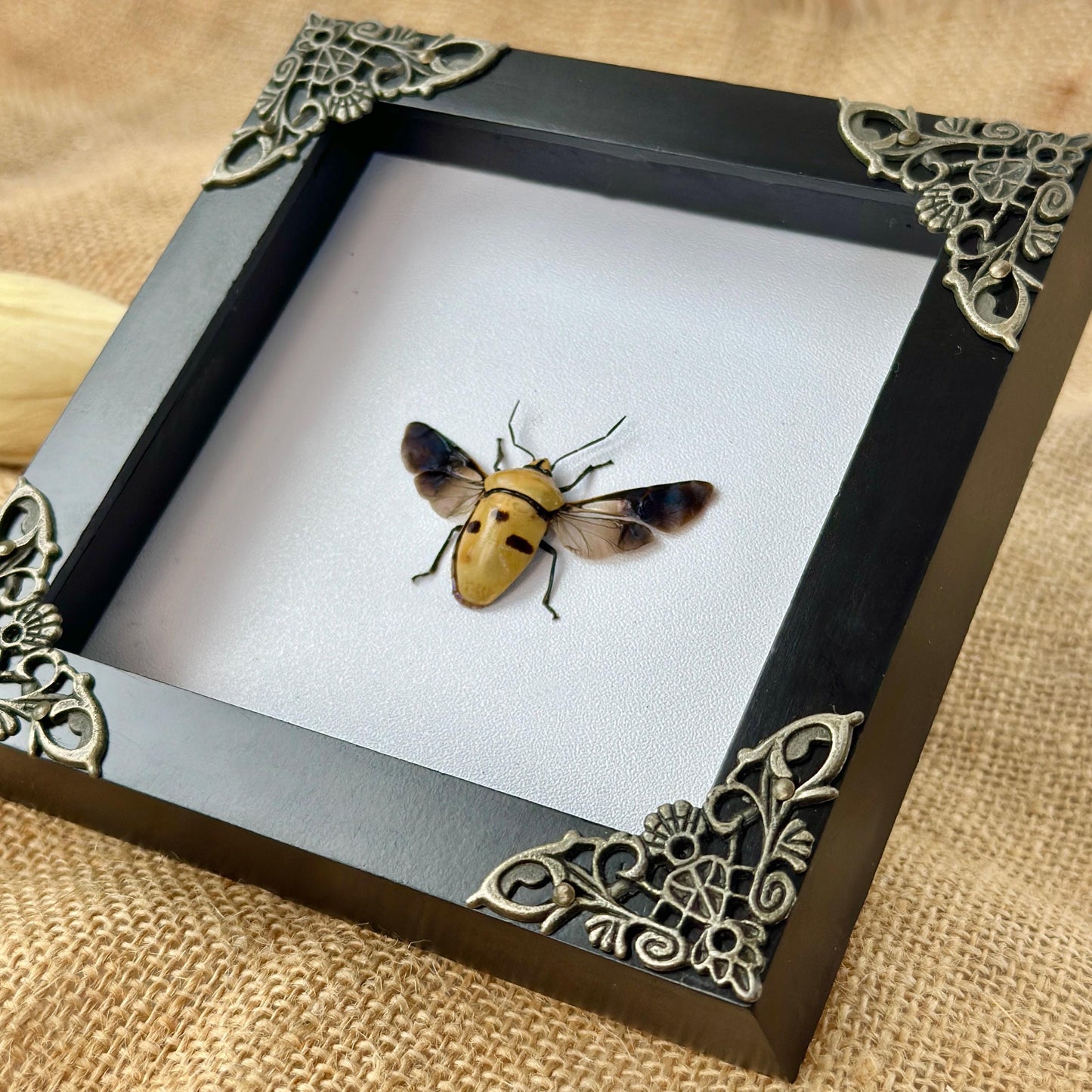 Man's Face Bug Taxidermy Frame Shadow Box Insect Home Gothic Decor Oddity Gift
