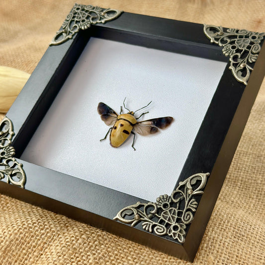 Man's Face Bug Taxidermy Frame Shadow Box Insect Home Gothic Decor Oddity Gift