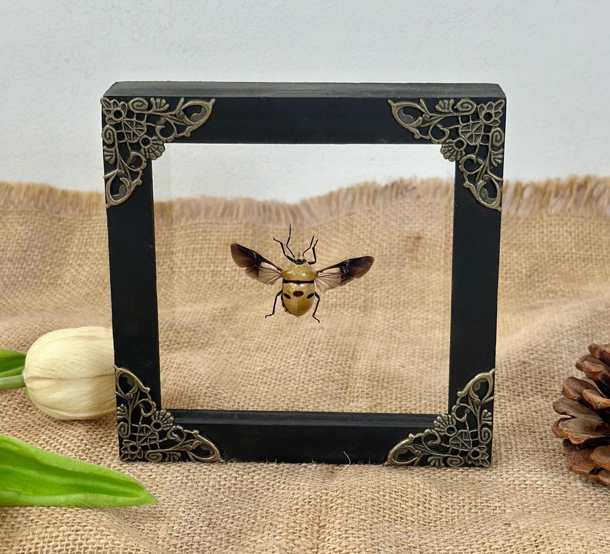 Man's Face Bug Taxidermy Frame Shadow Box Insect Home Dark Gothic Decor Odd Gift